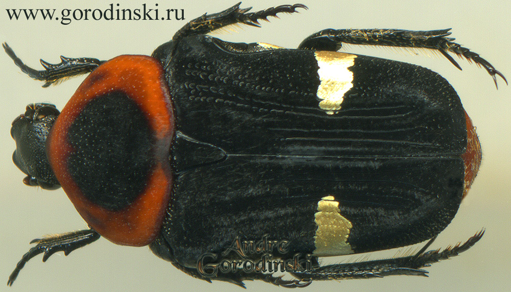 http://www.gorodinski.ru/cetoniidae/Glycyphana horsfieldi.jpg